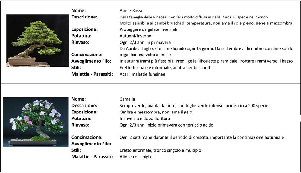 Da settembre a dicembre concime solido organico una volta al mese In autunni irami più flessibili. Predilige la lilhouette piramidale. Portare i rami verso il basso.