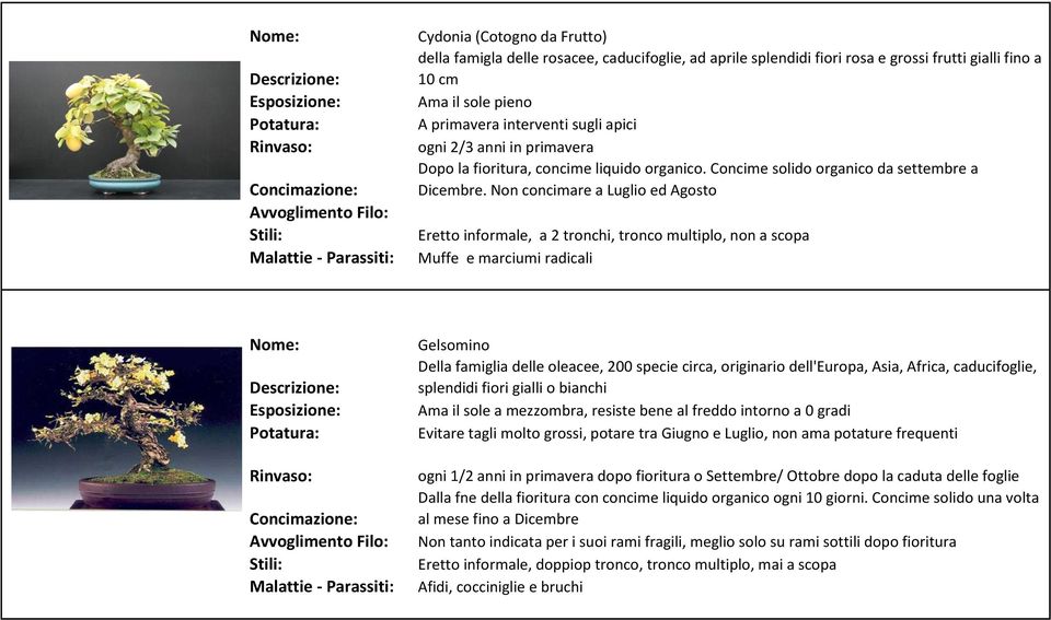 Non concimare a Luglio ed Agosto Eretto informale, a 2 tronchi, tronco multiplo, non a scopa Muffe e marciumi radicali Gelsomino Della famiglia delle oleacee, 200 specie circa, originario