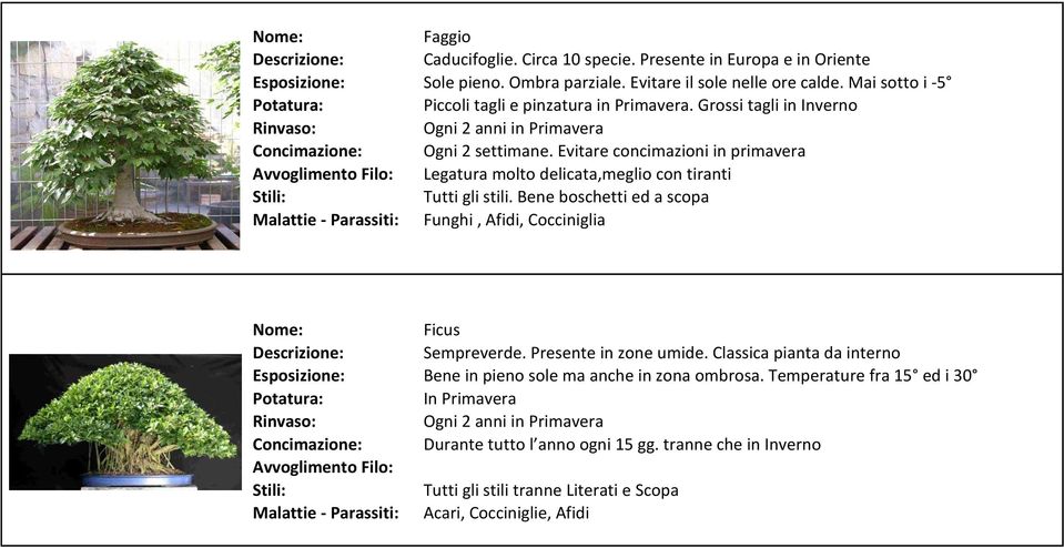 Evitare concimazioni in primavera Legatura molto delicata,meglio con tiranti Tutti gli stili. Bene boschetti ed a scopa Funghi, Afidi, Cocciniglia Ficus Sempreverde.