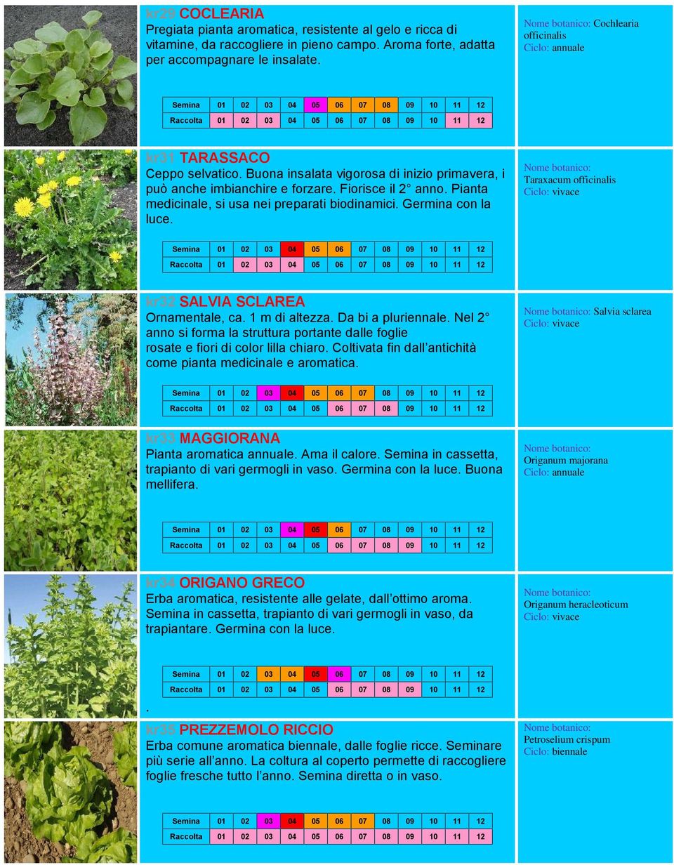 officinalis kr32 SALVIA SCLAREA Ornamentale, ca 1 m di altezza Da bi a pluriennale Nel 2 anno si forma la struttura portante dalle foglie rosate e fiori di color lilla chiaro Coltivata fin dall