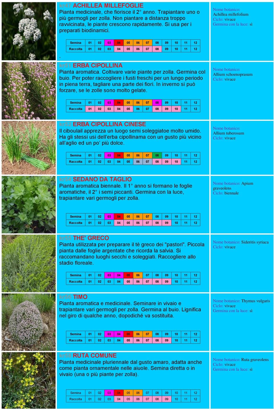 terra, tagliare una parte dei fiori In inverno si può forzare, se le zolle sono molto gelate Allium schoenoprasum kr52 ERBA CIPOLLINA CINESE Il ciboulail apprezza un luogo semi soleggiatoe molto