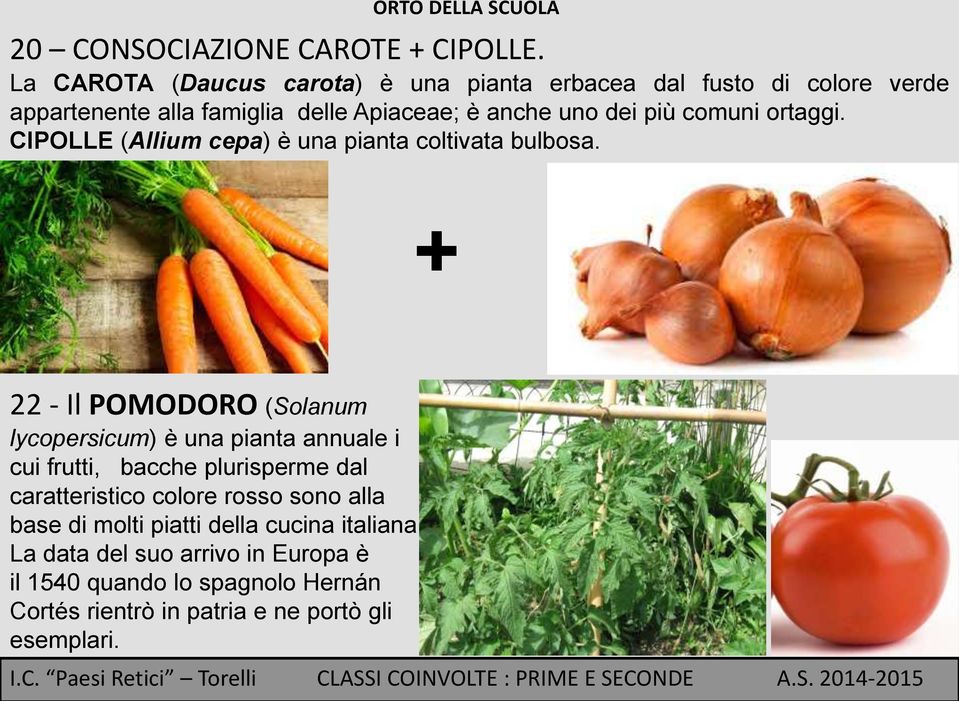 comuni ortaggi. CIPOLLE (Allium cepa) è una pianta coltivata bulbosa.