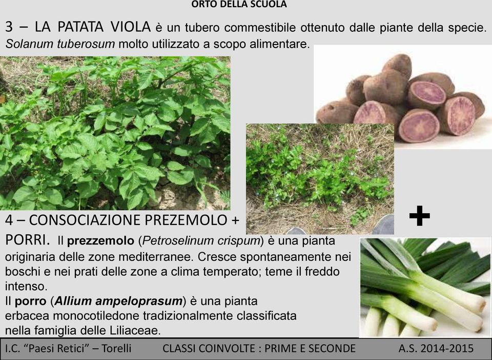 Il prezzemolo (Petroselinum crispum) è una pianta originaria delle zone mediterranee.