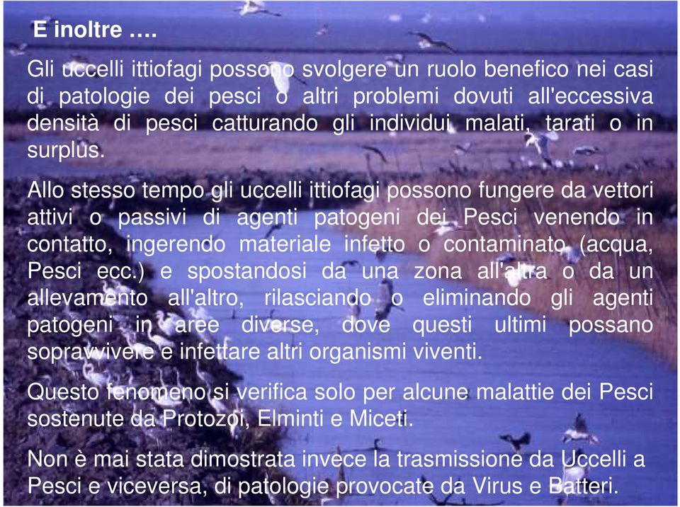 Allo stesso tempo gli uccelli ittiofagi possono fungere da vettori attivi o passivi di agenti patogeni dei Pesci venendo in contatto, ingerendo materiale infetto o contaminato (acqua, Pesci ecc.