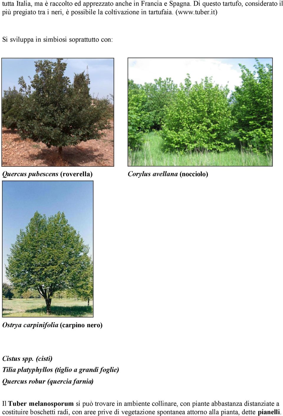 it) Si sviluppa in simbiosi soprattutto con: Quercus pubescens (roverella) Corylus avellana (nocciolo) Ostrya carpinifolia (carpino nero) Cistus spp.
