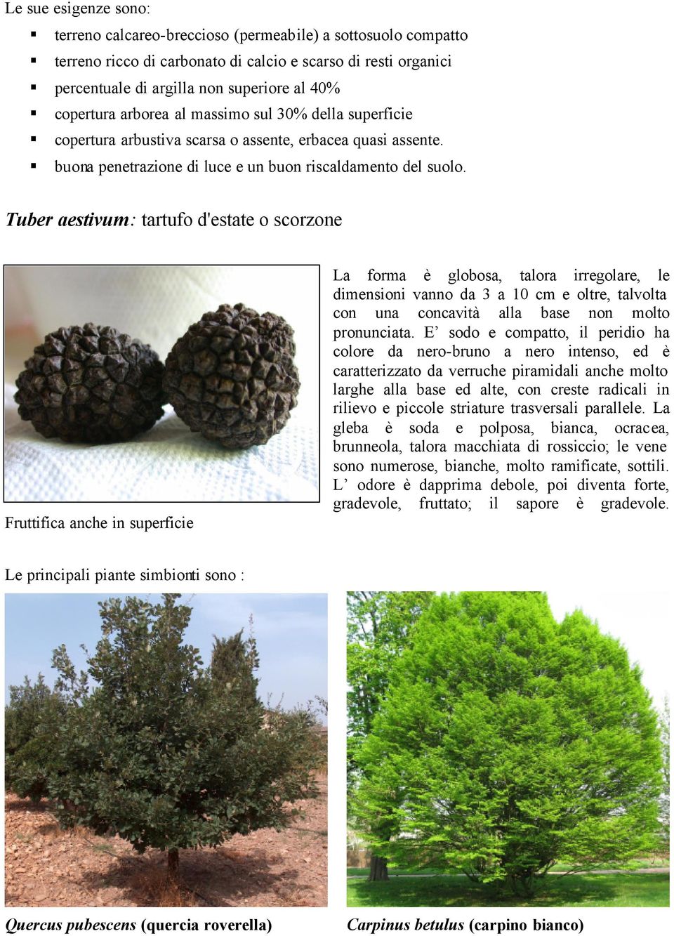 Tuber aestivum: tartufo d'estate o scorzone Fruttifica anche in superficie La forma è globosa, talora irregolare, le dimensioni vanno da 3 a 10 cm e oltre, talvolta con una concavità alla base non