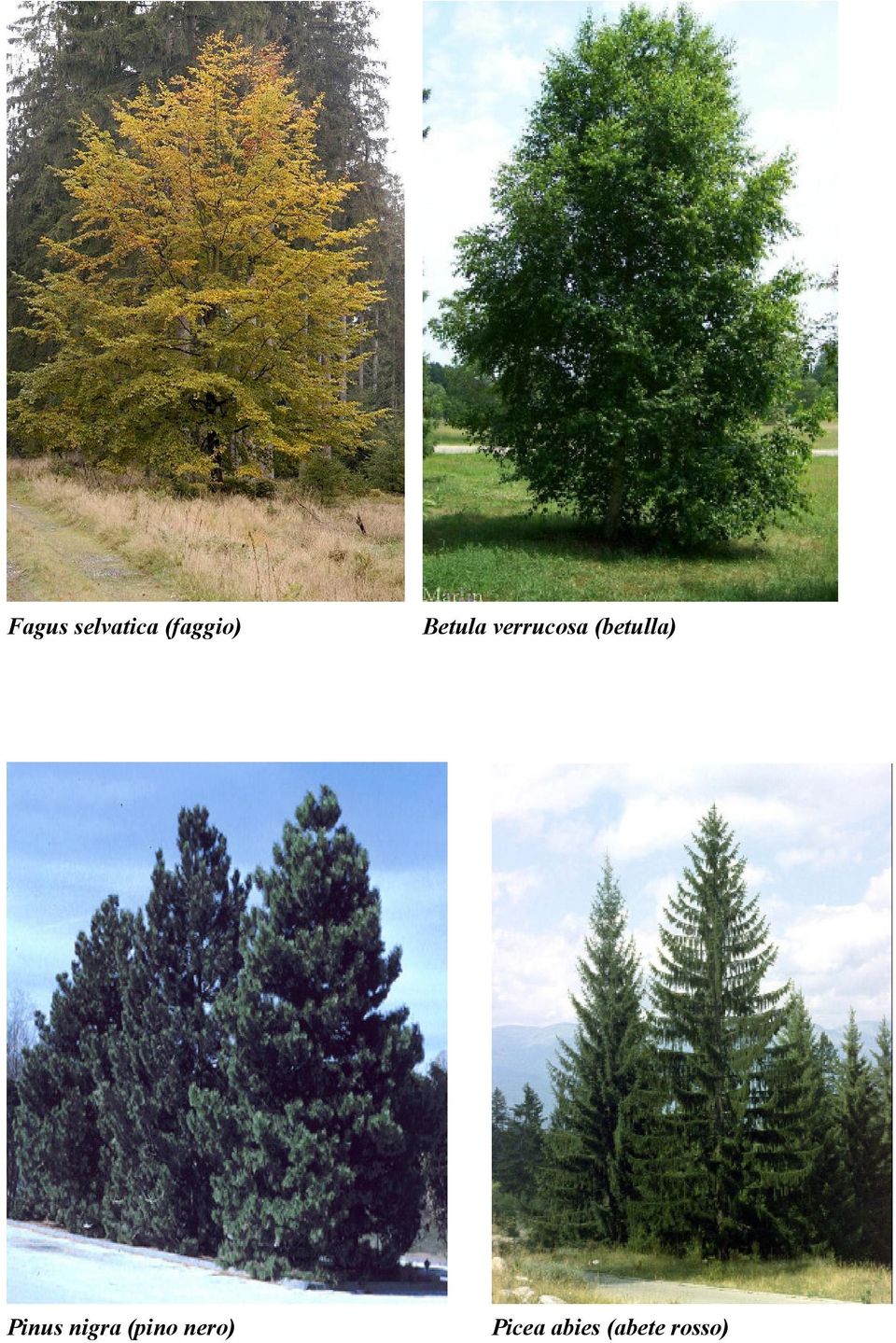 (betulla) Pinus nigra