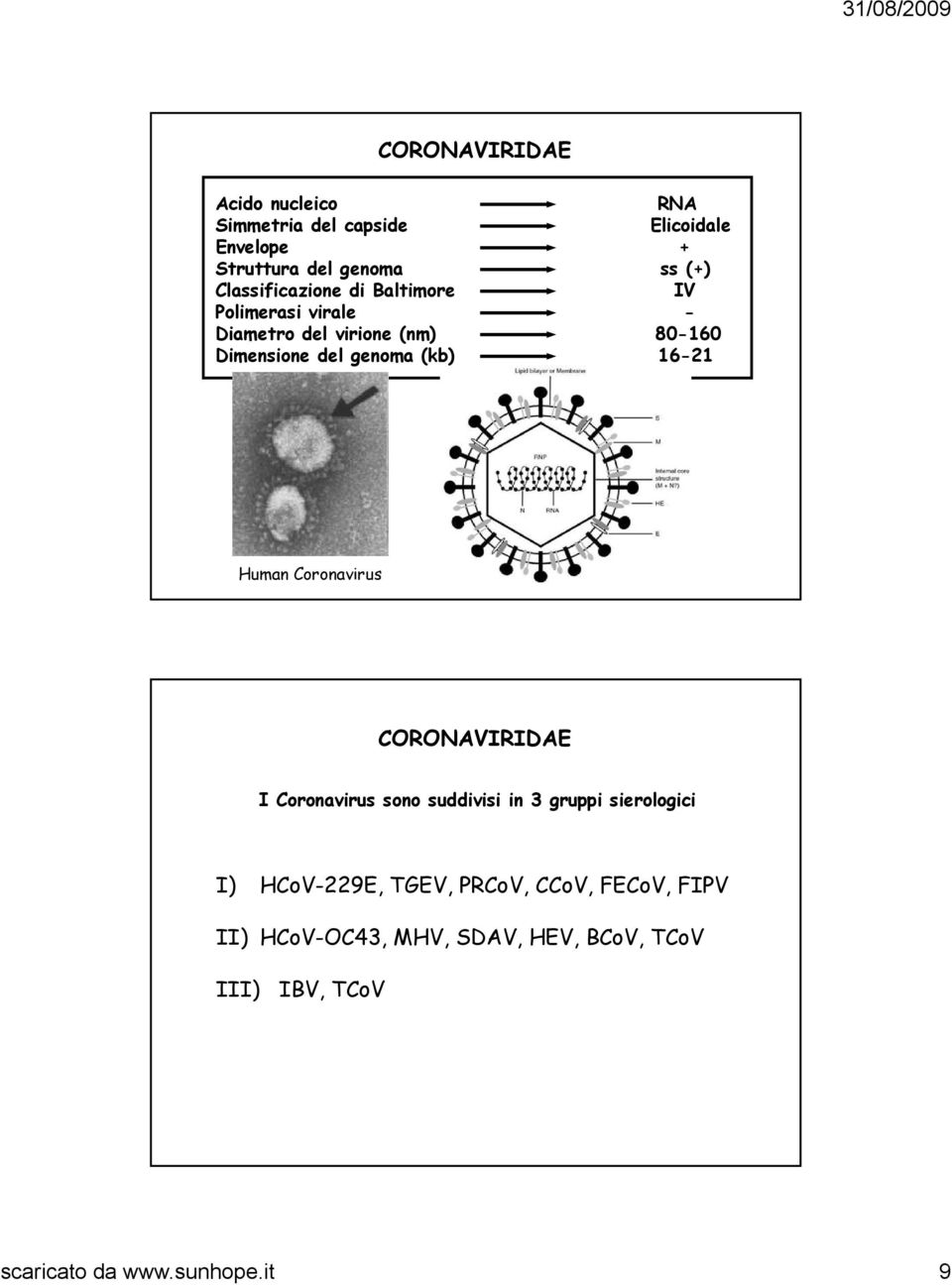 (kb) 16-21 Human Coronavirus CORONAVIRIDAE I Coronavirus sono suddivisi in 3 gruppi sierologici I) HCoV-229E,