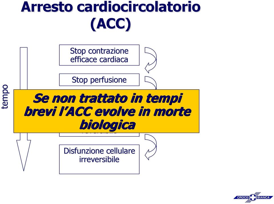 cellulare in tempi brevi l ACC l evolve in morte biologica