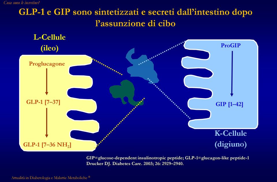 L-Cellule (ileo) Proglucagone ProGIP GLP-1 [7 37] GIP [1 42] GLP-1 [7 36 NH 2 ]