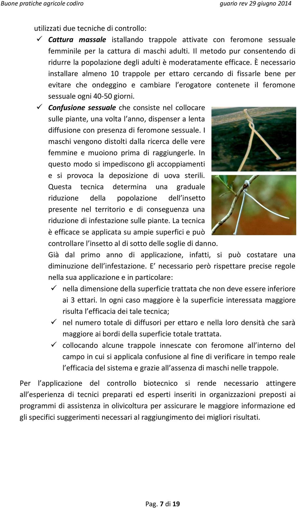 È necessario installare almeno 10 trappole per ettaro cercando di fissarle bene per evitare che ondeggino e cambiare l erogatore contenete il feromone sessuale ogni 40-50 giorni.