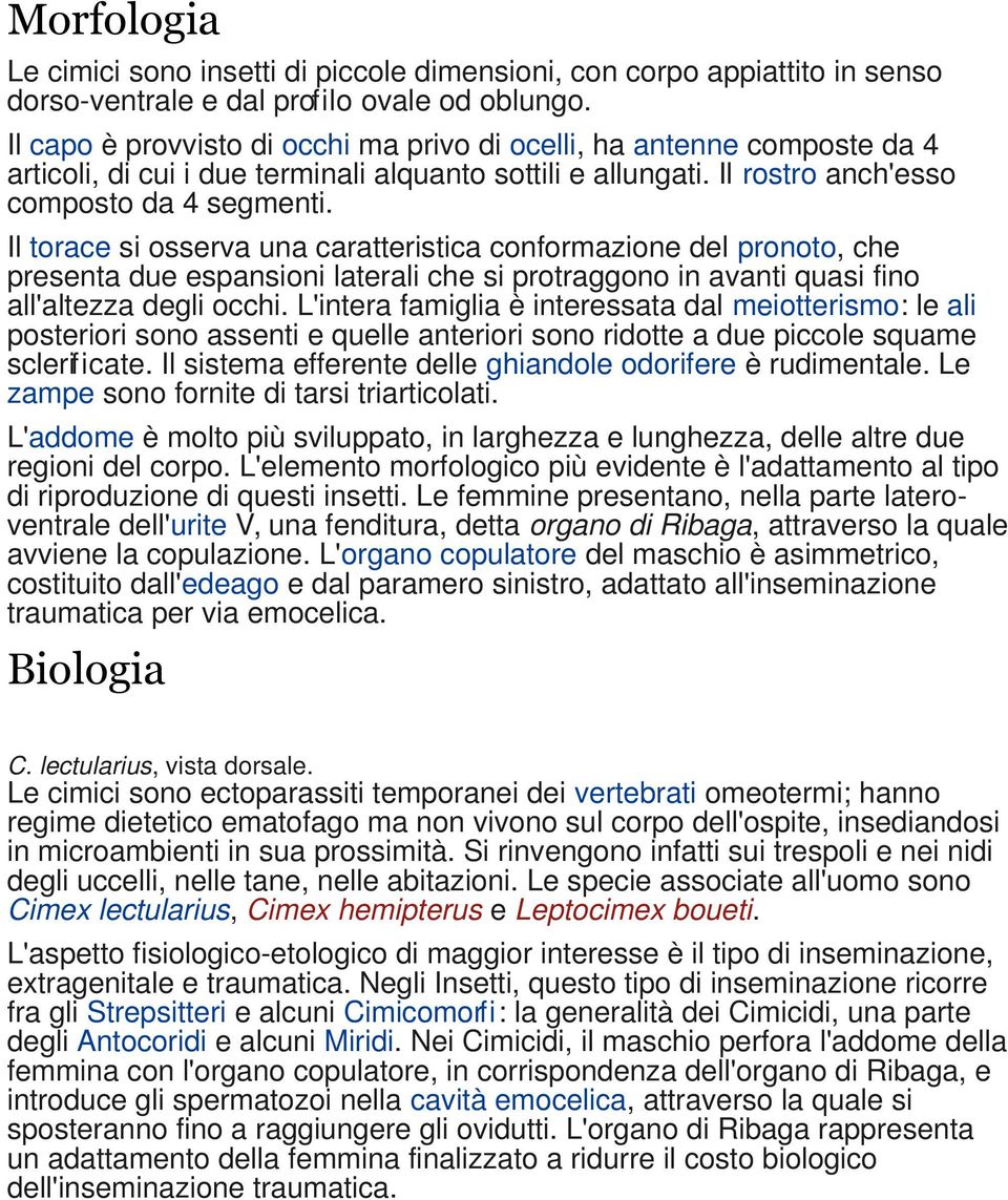 Il torace si osserva una caratteristica conformazione del pronoto, che presenta due espansioni laterali che si protraggono in avanti quasi fino all'altezza degli occhi.