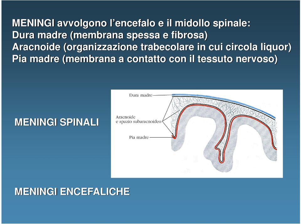 trabecolare in cui circola liquor) Pia madre (membrana a