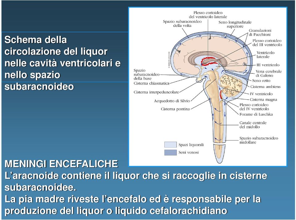 che si raccoglie in cisterne subaracnoidee.