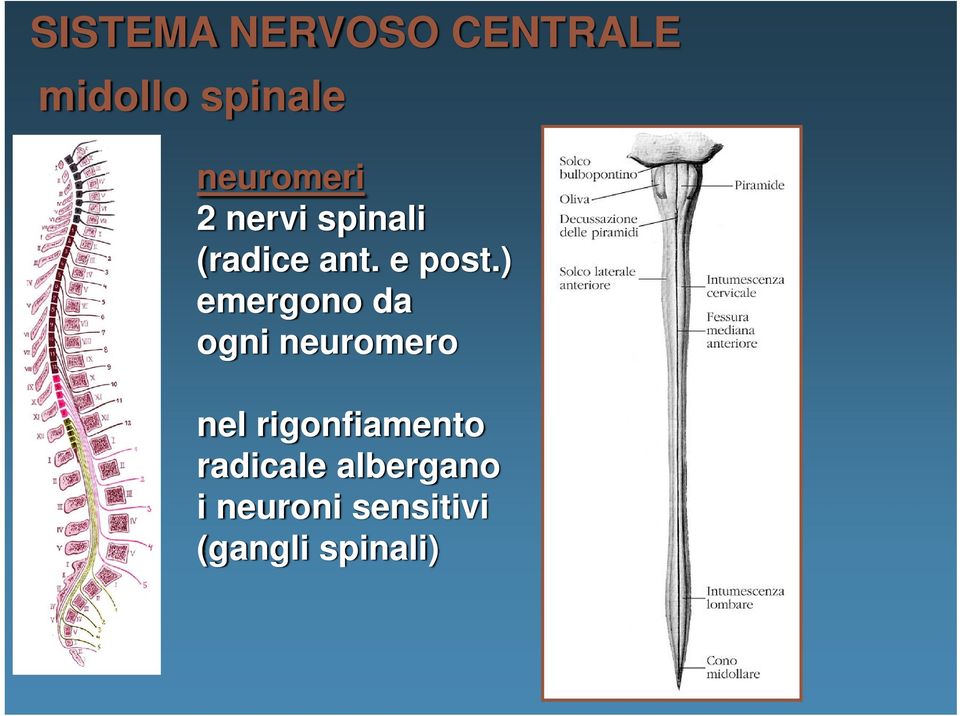 ) emergono da ogni neuromero nel rigonfiamento