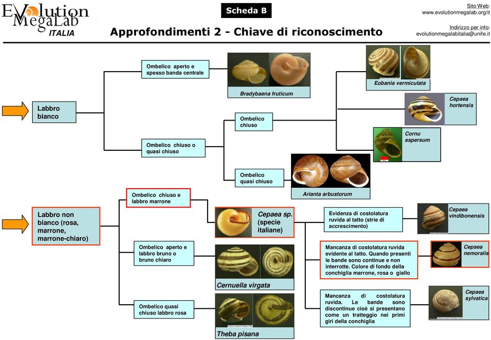 (specie italiane) Evidenza di costolatura ruvida al tatto (strie di accrescimento) Mancanza di costolatura ruvida evidente al tatto. Quando presenti le bande sono continue e non interrotte.