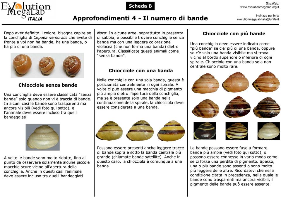 Classificate questi animali come senza bande. Chiocciole con una banda Chiocciole senza bande Una conchiglia deve essere classificata senza bande solo quando non vi è traccia di bande.