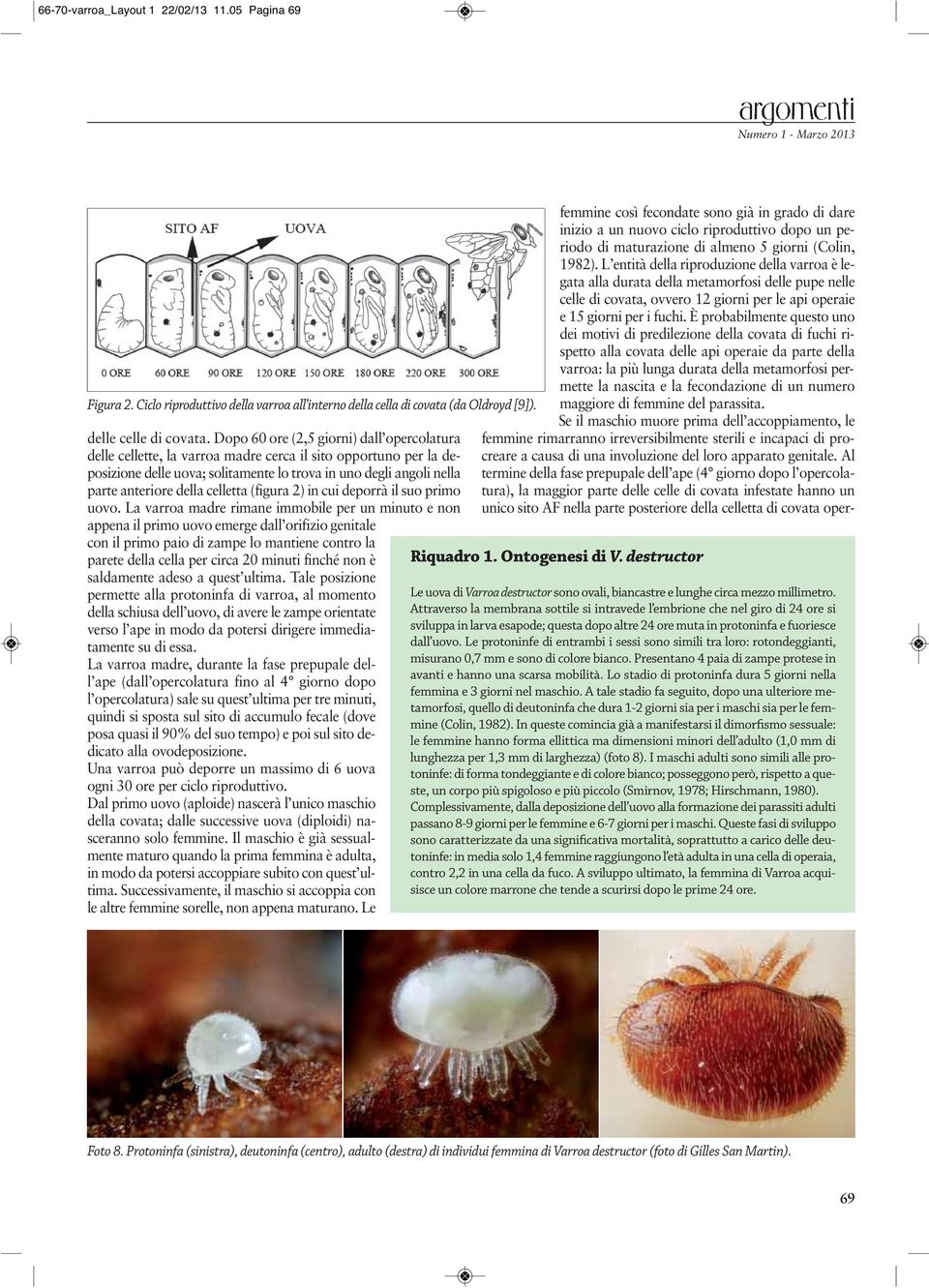 celletta (figura 2) in cui deporrà il suo primo uovo.