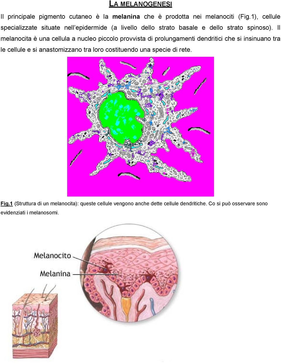 Il melanocita è una cellula a nucleo piccolo provvista di prolungamenti dendritici che si insinuano tra le cellule e si