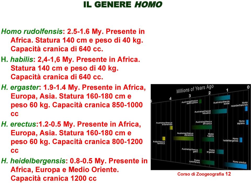 Statura 160-180 cm e peso 60 kg. Capacità cranica 850-1000 cc H. erectus:1.2-0.5 My. Presente in Africa, Europa, Asia.