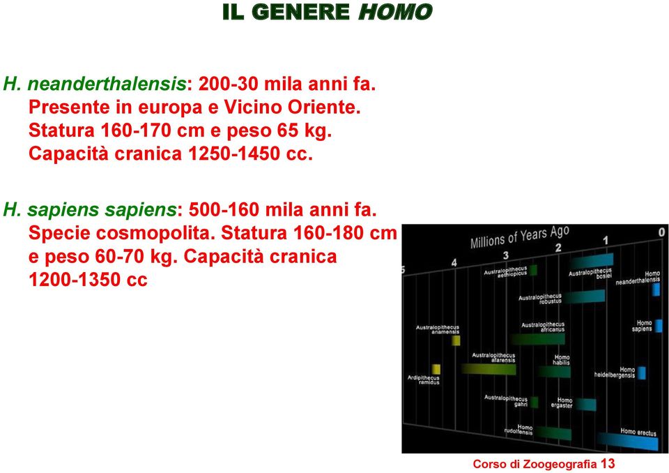 Capacità cranica 1250-1450 cc. H. sapiens sapiens: 500-160 mila anni fa.