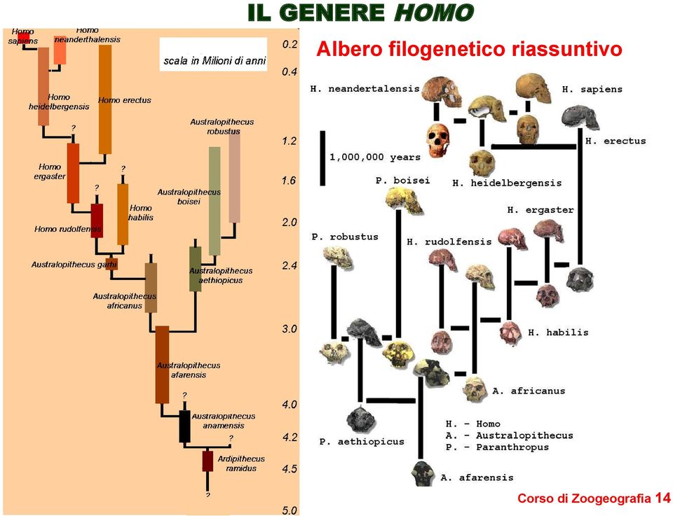 filogenetico