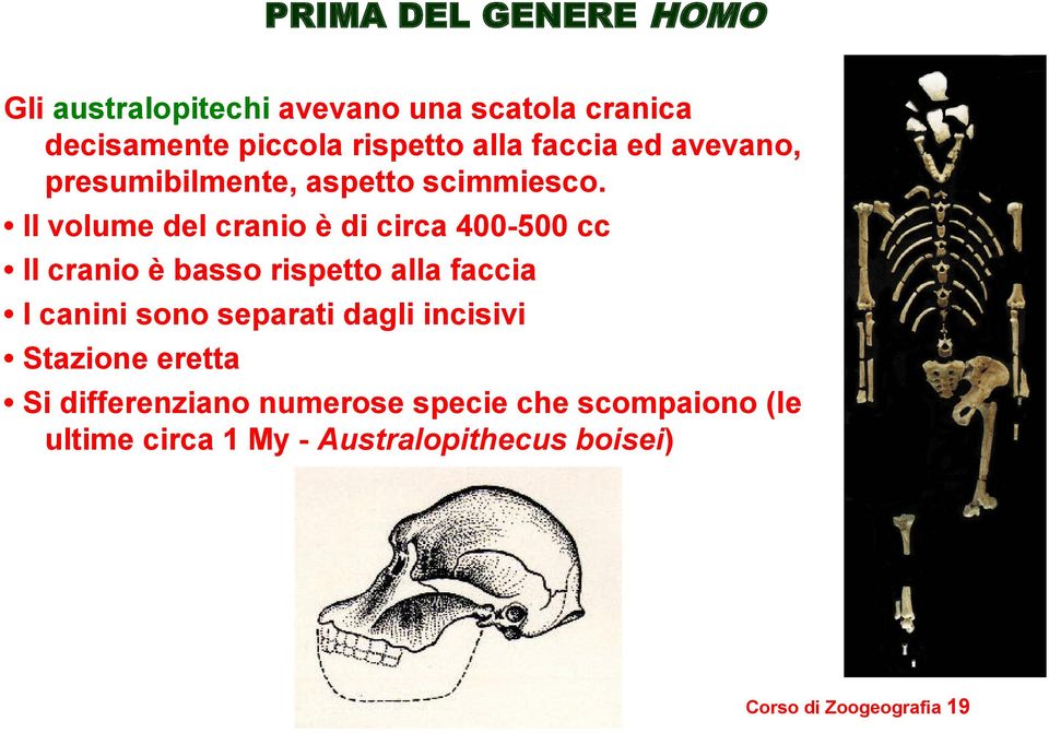 Il volume del cranio è di circa 400-500 cc Il cranio è basso rispetto alla faccia I canini sono separati