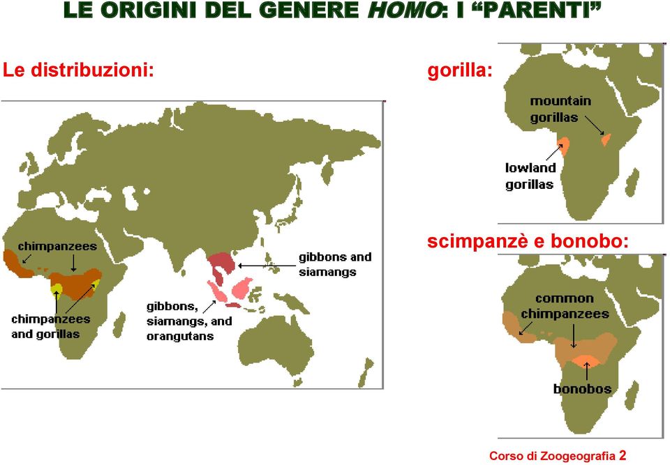 distribuzioni: gorilla: