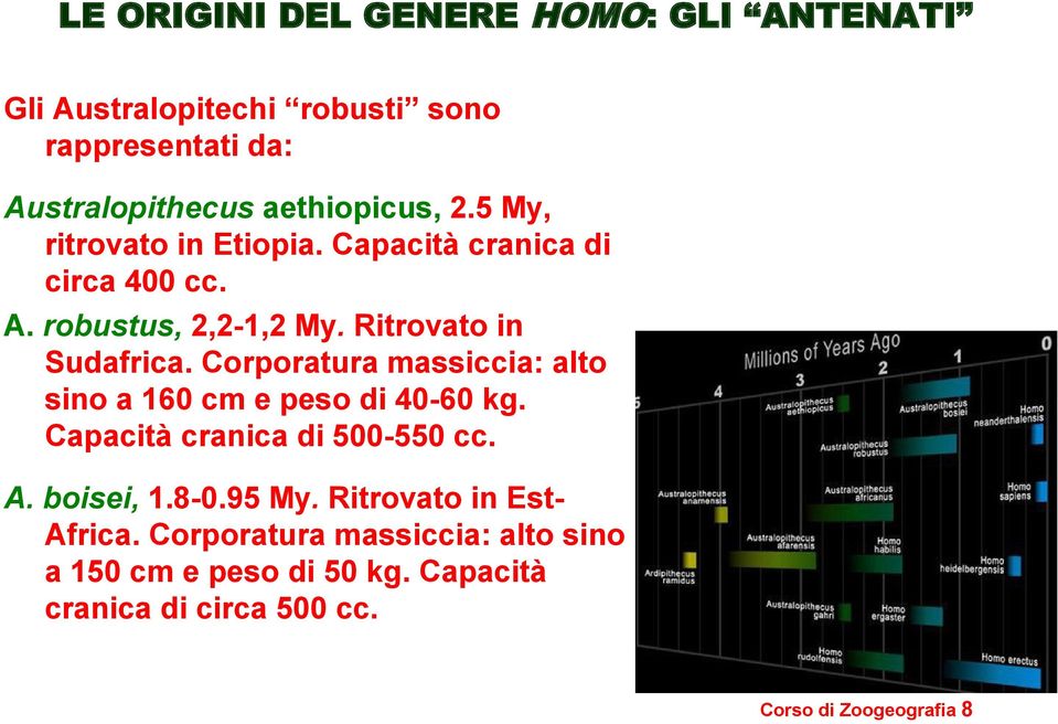 Corporatura massiccia: alto sino a 160 cm e peso di 40-60 kg. Capacità cranica di 500-550 cc. A. boisei, 1.8-0.95 My.