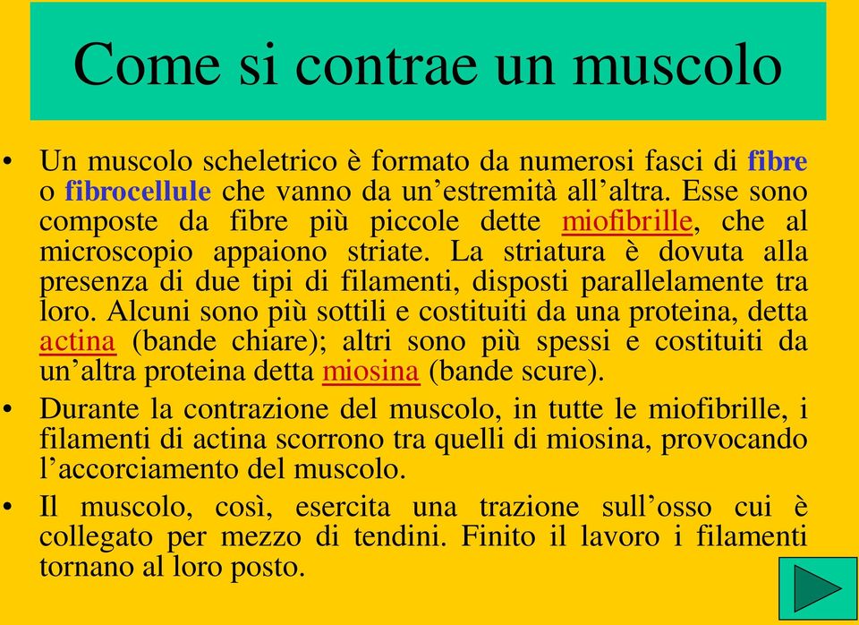 Alcuni sono più sottili e costituiti da una proteina, detta actina (bande chiare); altri sono più spessi e costituiti da un altra proteina detta miosina (bande scure).