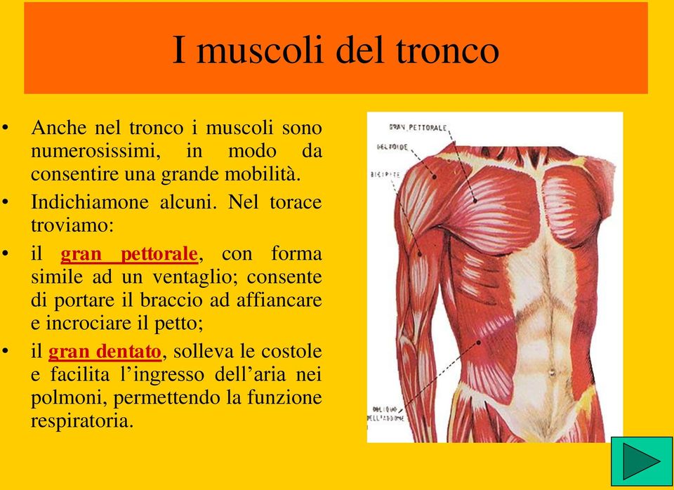 Nel torace troviamo: il gran pettorale, con forma simile ad un ventaglio; consente di portare il