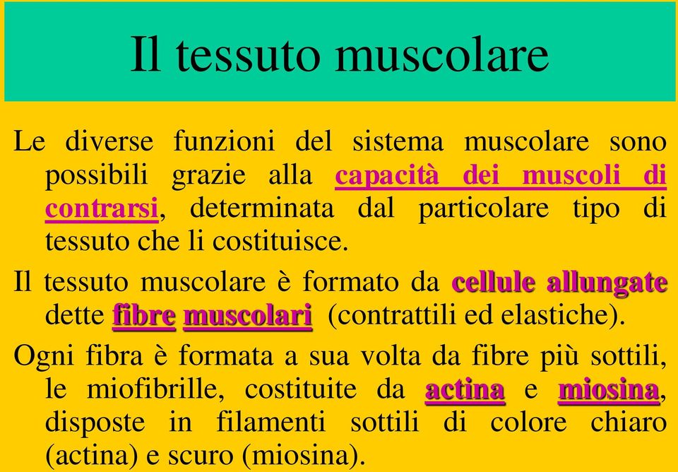 Il tessuto muscolare è formato da cellule allungate dette fibre muscolari (contrattili ed elastiche).