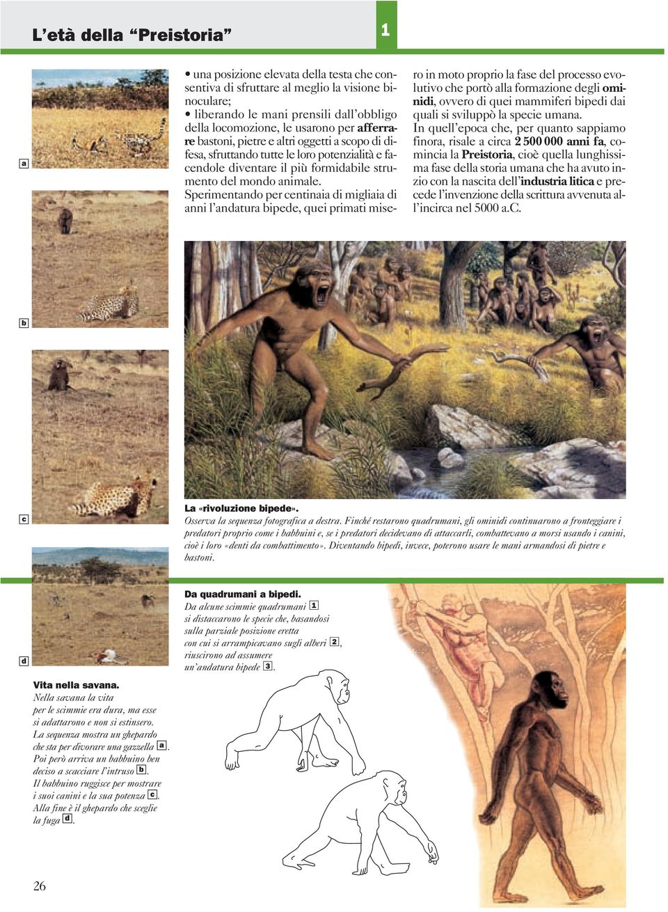 Sperimentando per centinaia di migliaia di anni l andatura bipede, quei primati mise- ro in moto proprio la fase del processo evolutivo che portò alla formazione degli ominidi, ovvero di quei