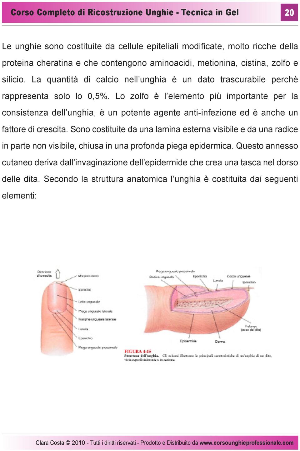 Lo zolfo è l elemento più importante per la consistenza dell unghia, è un potente agente anti-infezione ed è anche un fattore di crescita.