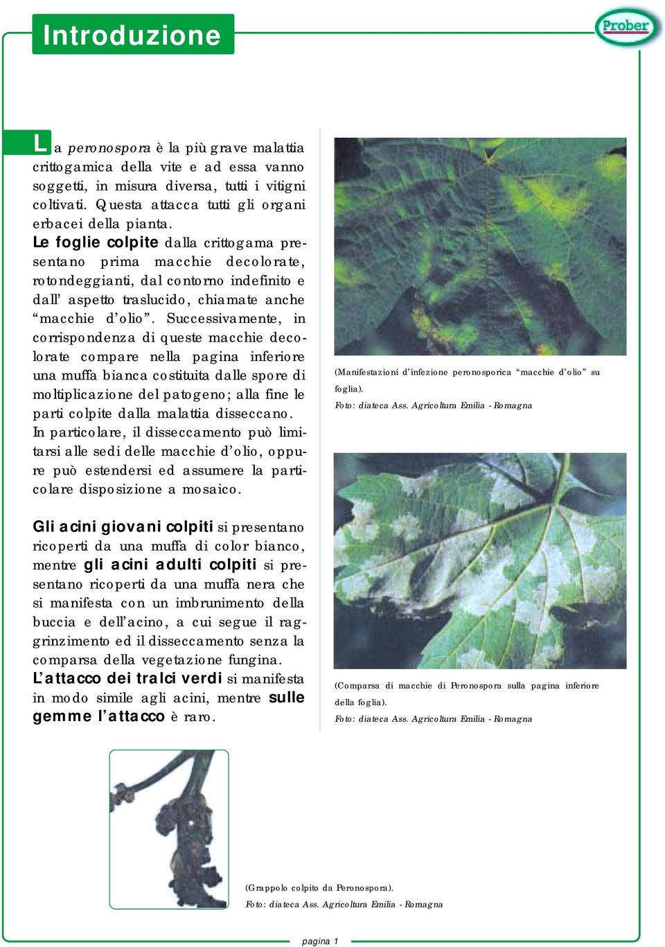 Le foglie colpite dalla crittogama presentano prima macchie decolorate, rotondeggianti, dal contorno indefinito e dall aspetto traslucido, chiamate anche macchie d olio.