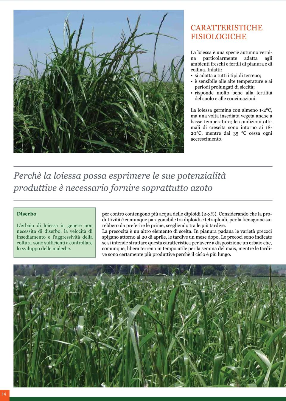 La loiessa germina con almeno 1-2 C, ma una volta insediata vegeta anche a basse temperature; le condizioni ottimali di crescita sono intorno ai 18-20 C, mentre dai 35 C cessa ogni accrescimento.