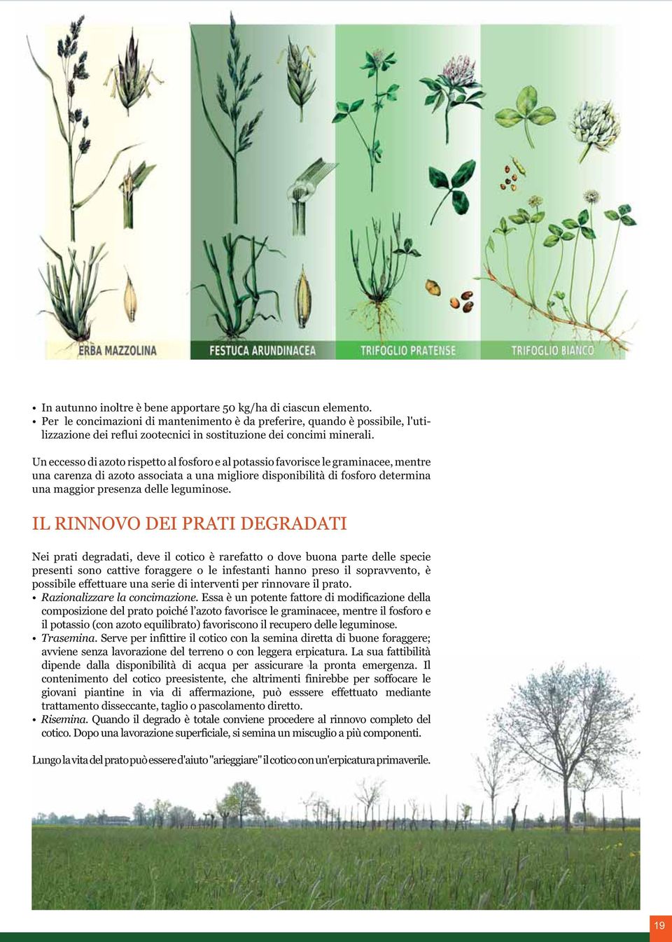 Un eccesso di azoto rispetto al fosforo e al potassio favorisce le graminacee, mentre una carenza di azoto associata a una migliore disponibilità di fosforo determina una maggior presenza delle