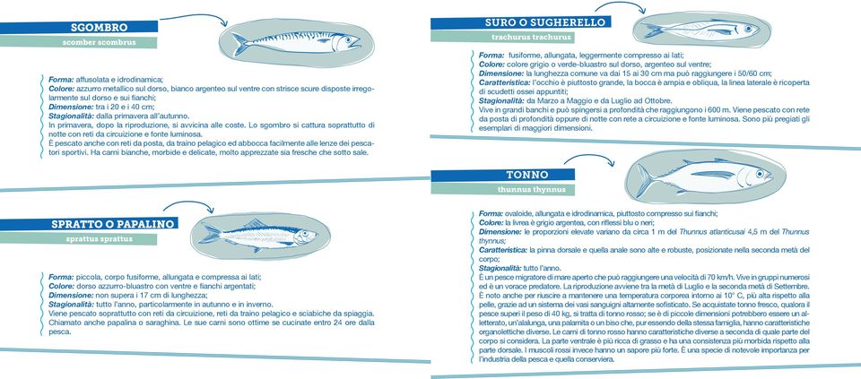 Lo sgombro si cattura soprattutto di notte con reti da circuizione e fonte luminosa. È pescato anche con reti da posta, da traino pelagico ed abbocca facilmente alle lenze dei pescatori sportivi.