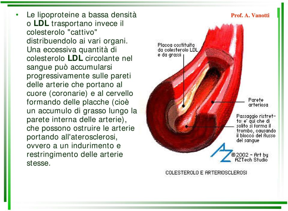 che portano al cuore (coronarie) e al cervello formando delle placche (cioè un accumulo di grasso lungo la parete interna