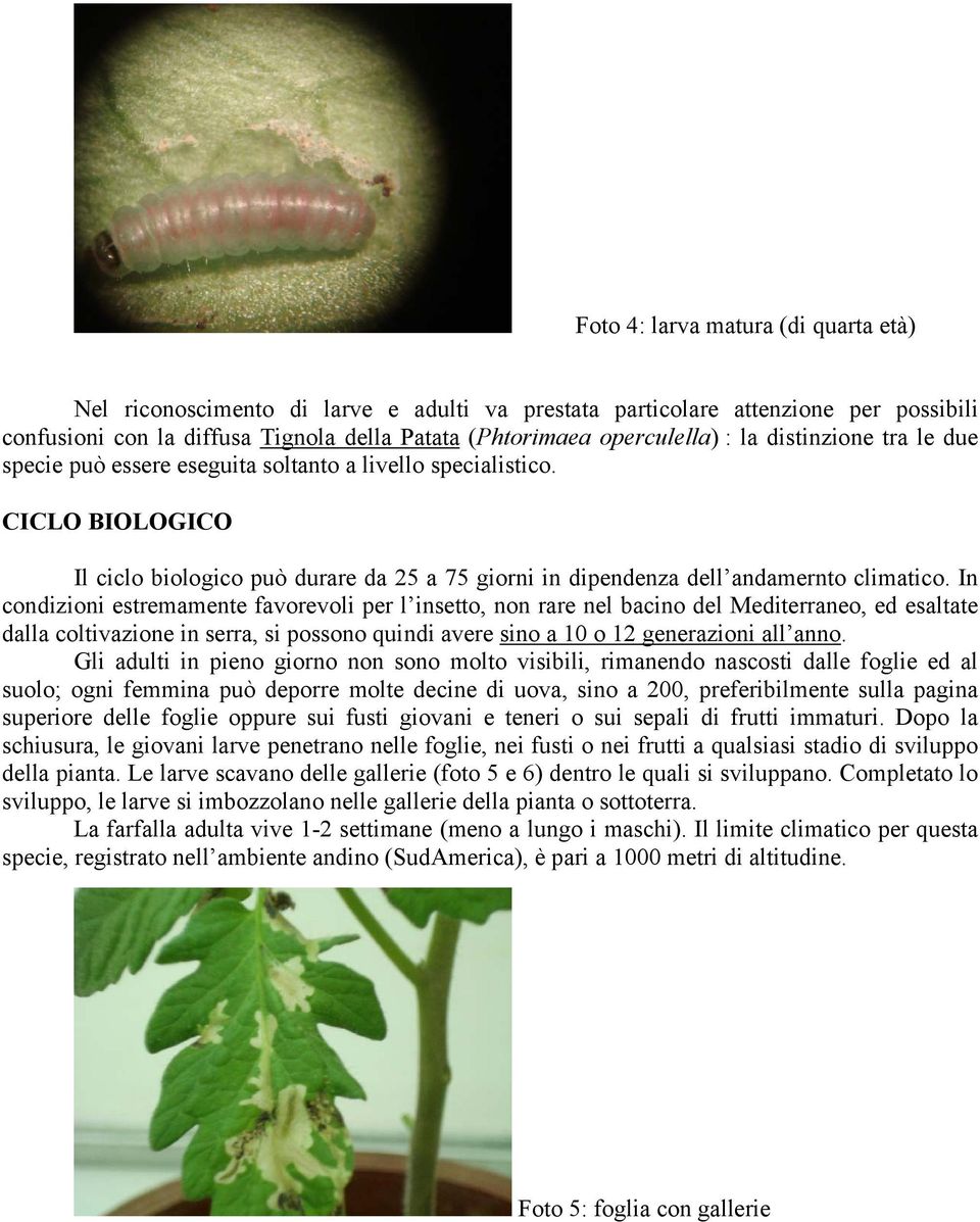 In condizioni estremamente favorevoli per l insetto, non rare nel bacino del Mediterraneo, ed esaltate dalla coltivazione in serra, si possono quindi avere sino a 10 o 12 generazioni all anno.