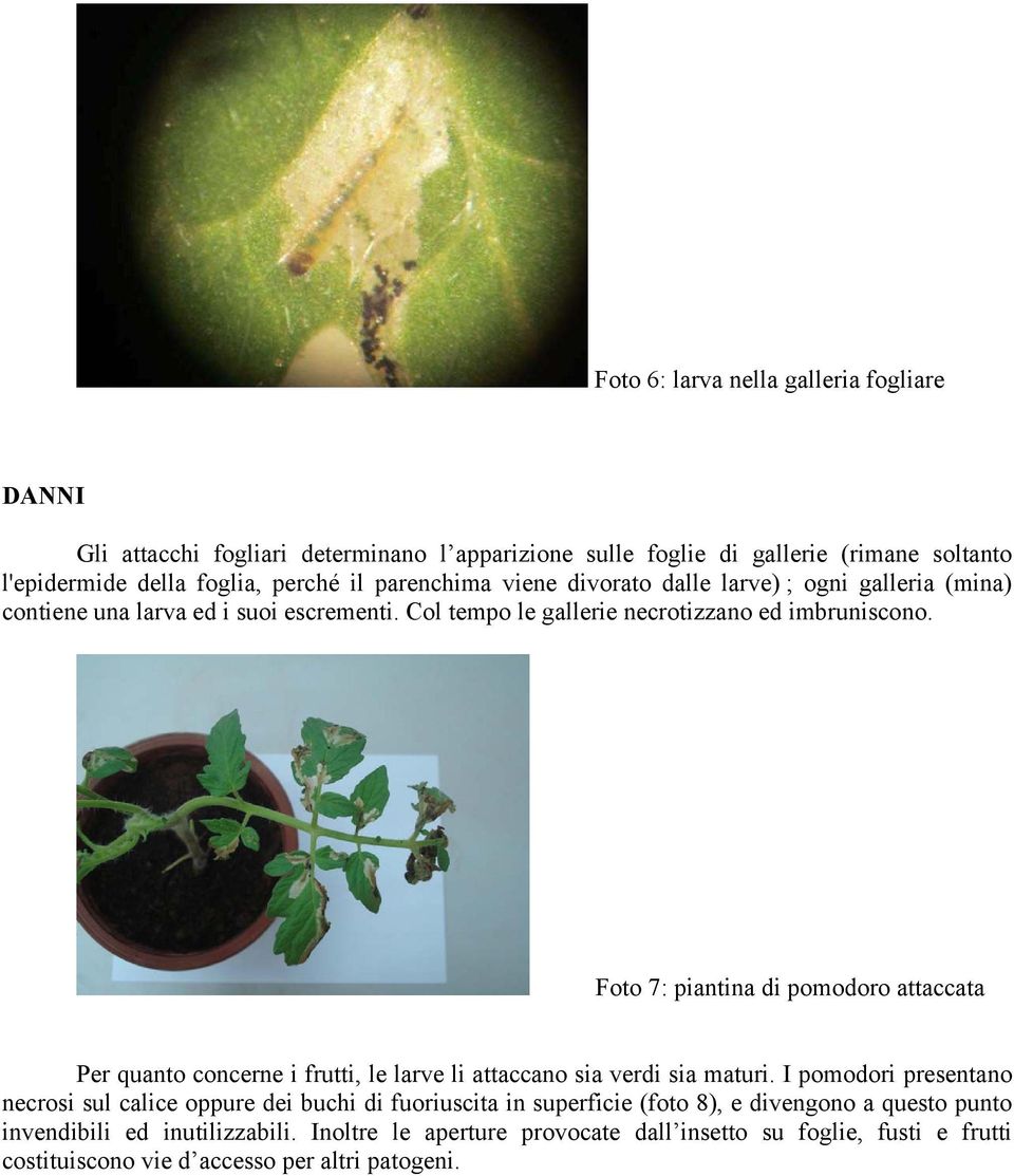 Foto 7: piantina di pomodoro attaccata Per quanto concerne i frutti, le larve li attaccano sia verdi sia maturi.