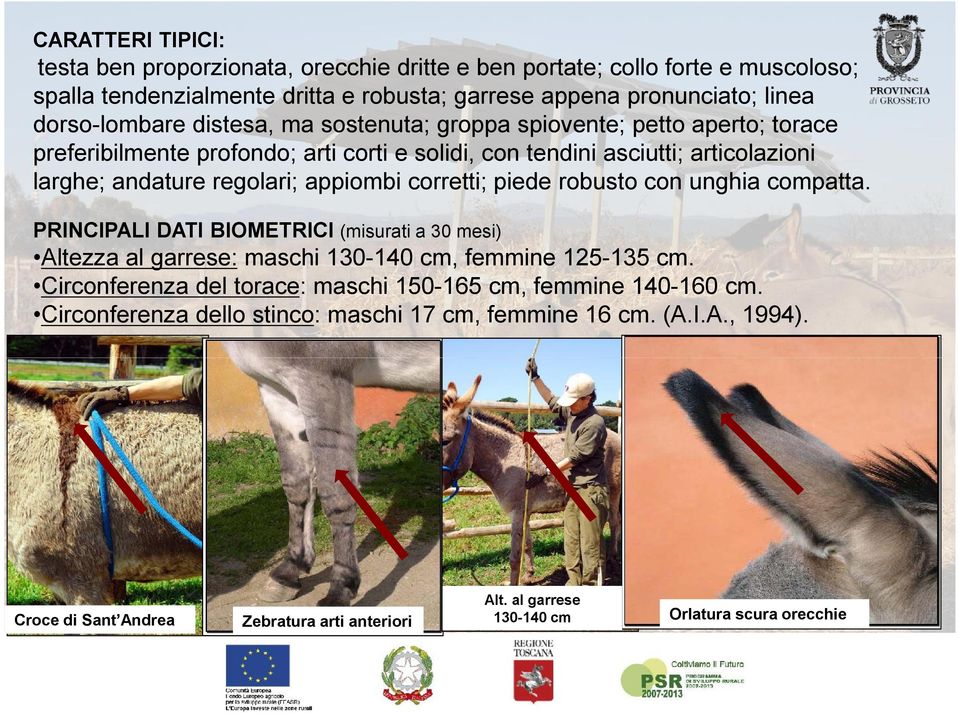 corretti; piede robusto con unghia compatta. PRINCIPALI DATI BIOMETRICI (misurati a 30 mesi) Altezza al garrese: maschi 130-140 cm, femmine 125-135 cm.