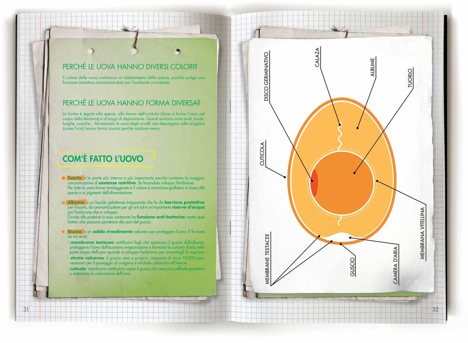 disco germinativo calaza albume tuorlo La forma è legata alla specie, alla forma dell ovidutto (dove si forma l uovo nel corpo della femmina) e al luogo di deposizione.