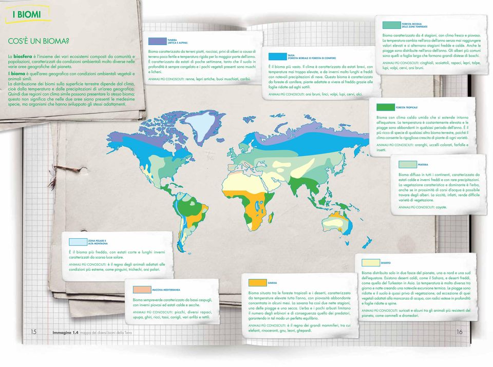 Il bioma è quell area geografica con condizioni ambientali vegetali e animali simili.