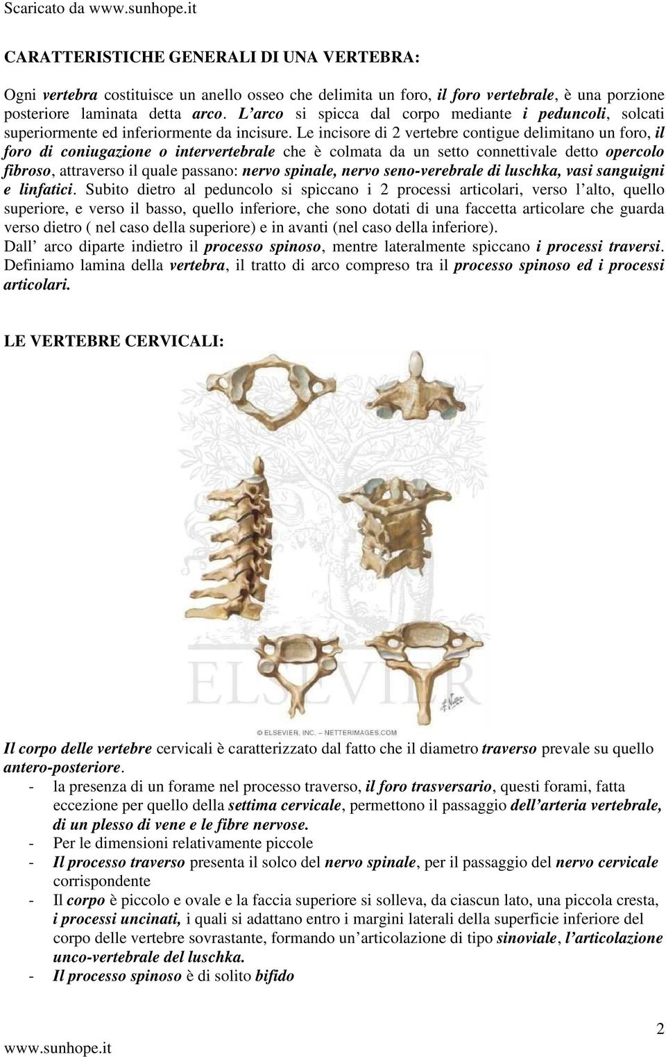 Le incisore di 2 vertebre contigue delimitano un foro, il foro di coniugazione o intervertebrale che è colmata da un setto connettivale detto opercolo fibroso, attraverso il quale passano: nervo