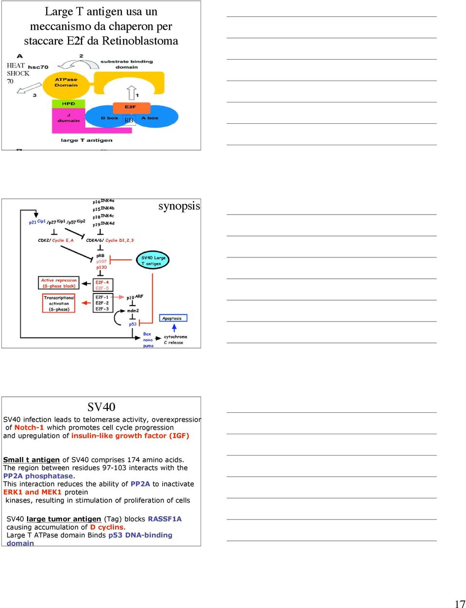 The region between residues 97-103 interacts with the PP2A phosphatase.