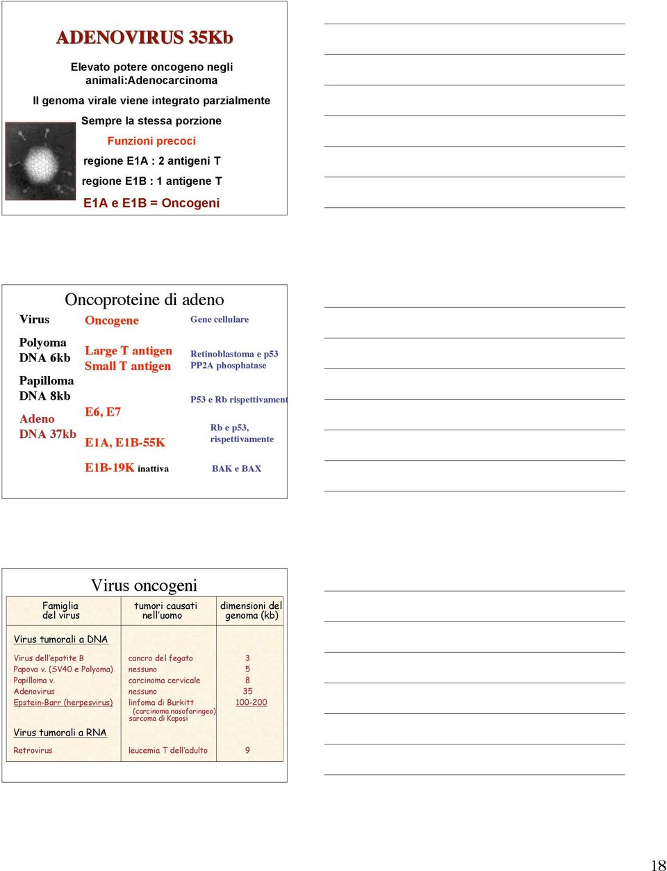 inattiva Retinoblastoma e p53 PP2A phosphatase P53 e Rb rispettivamente Rb e p53, rispettivamente BAK e BAX Virus oncogeni Famiglia tumori causati dimensioni del del virus nell uomo genoma (kb) Virus