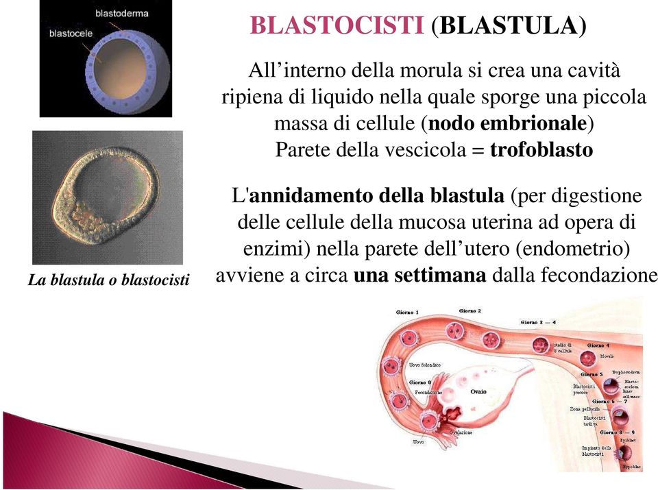 blastula o blastocisti L'annidamento della blastula (per digestione delle cellule della mucosa