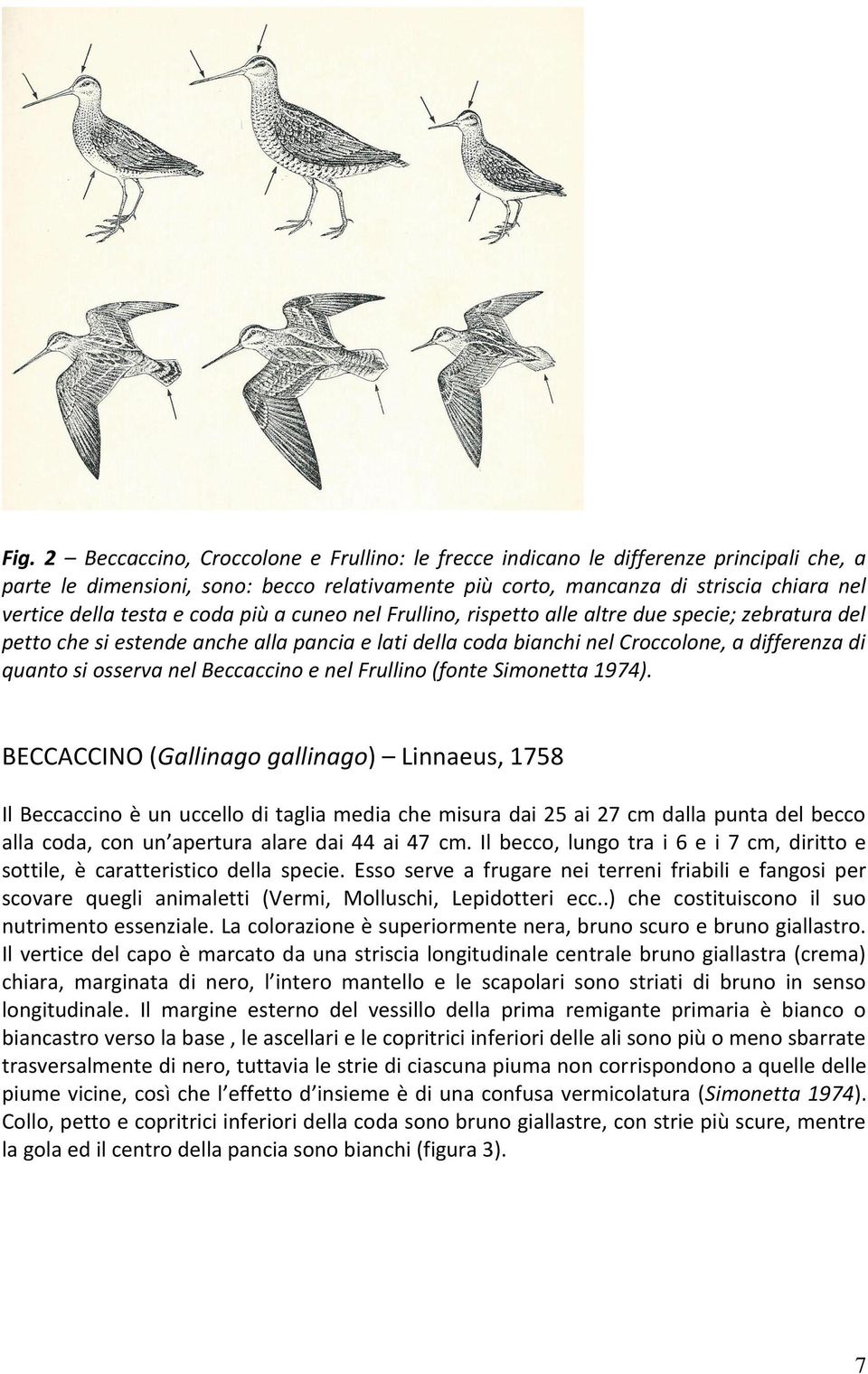 nel Beccaccino e nel Frullino (fonte Simonetta 1974).