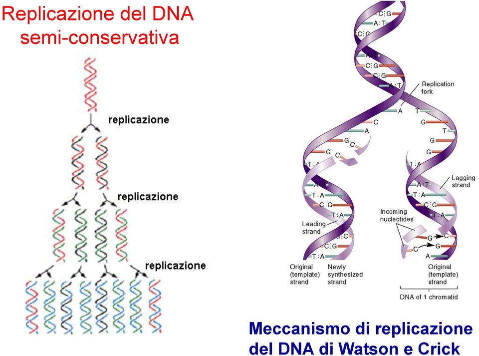 Meccanismo di